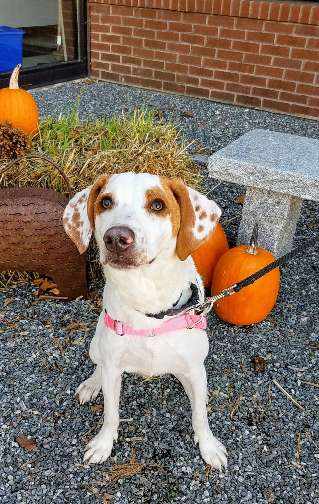 Smores Rispca Adoptable Dog