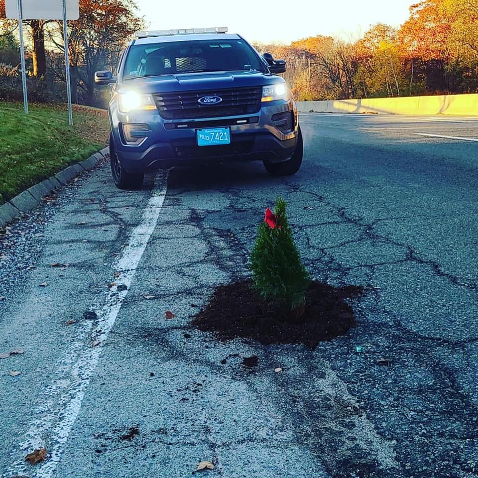 Potholetree1