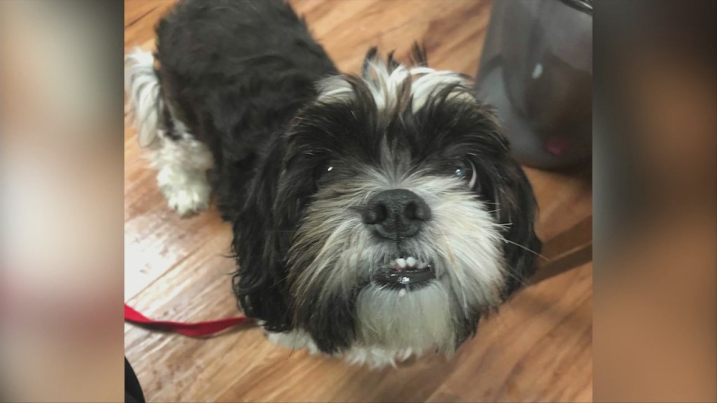 Pick Of The Litter: Meet Harley!