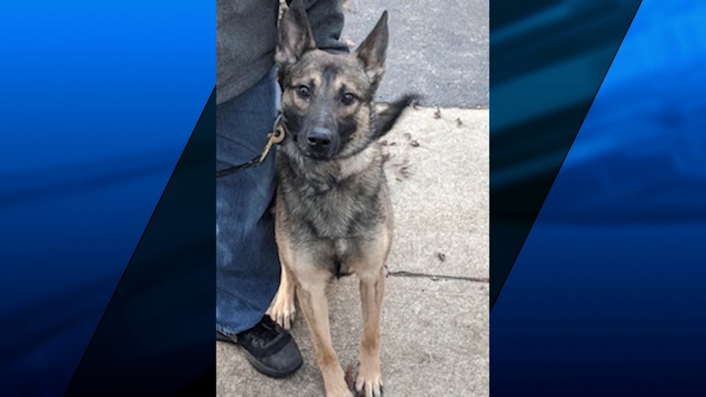 Central Falls K 9 With Background