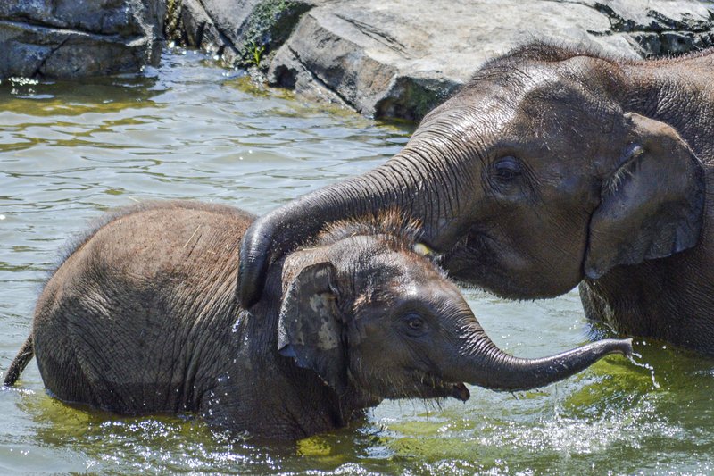 Gifford Zoo Elephants