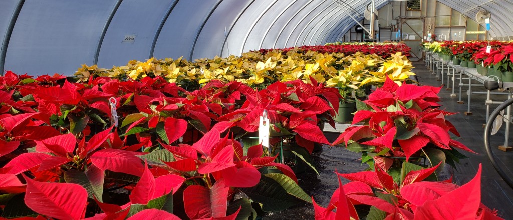 URI Poinsettia Greenhouse 2020