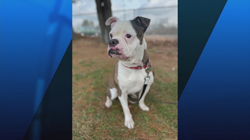 Pick Of The Litter: Meet Tommy