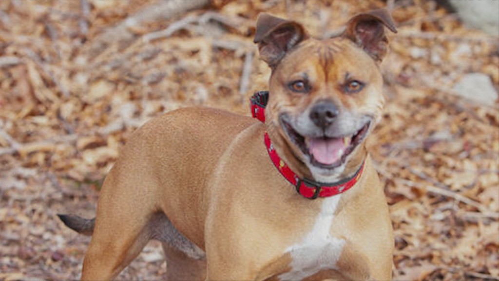 Pick Of The Litter Meet Rocco