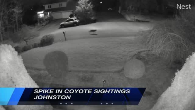 Johnston Coyotes