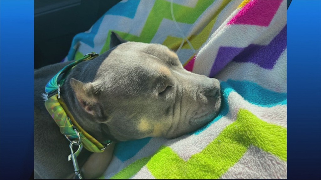 Pick Of The Litter: Meet Angel