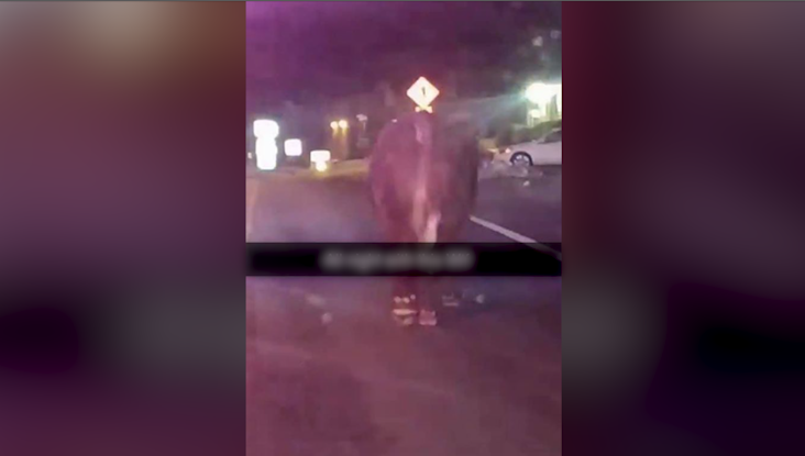 Johnston Cow Blurred