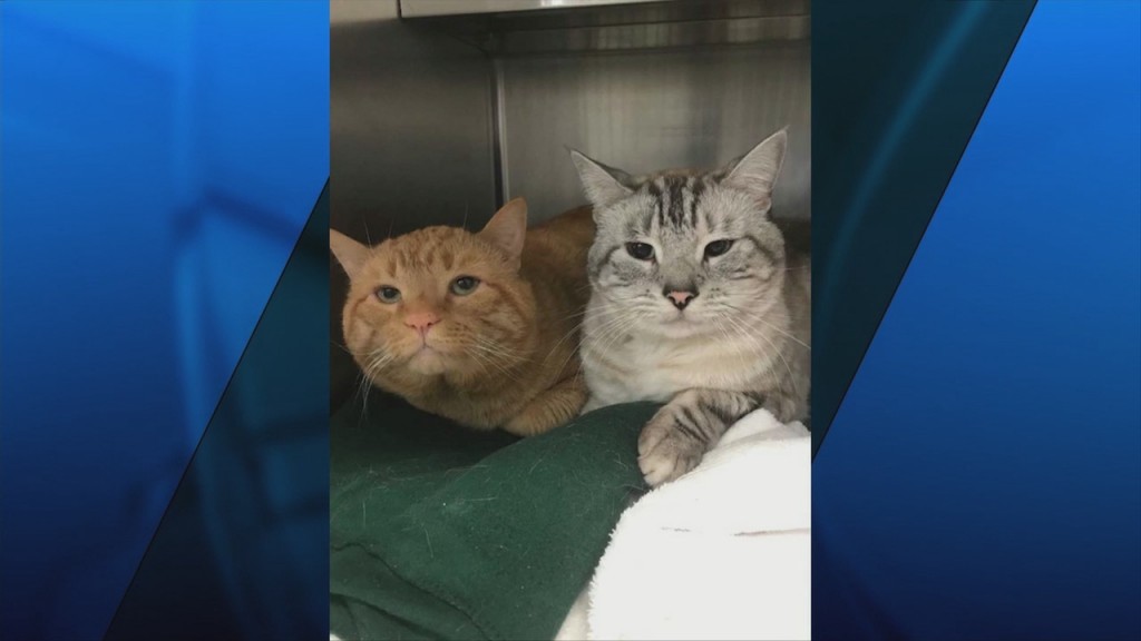 Pick Of The Litter: Meet Jaz & Nugget