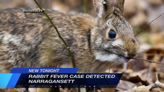Rabbit Fever