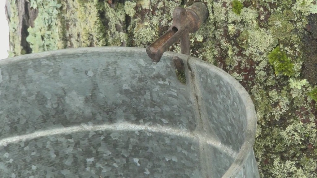 Drought May Be Over, But Impacts Remain For Trees During Maple Syrup Season