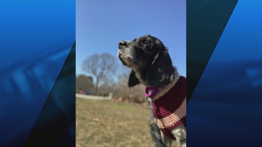 Pick Of The Litter: Meet Bella