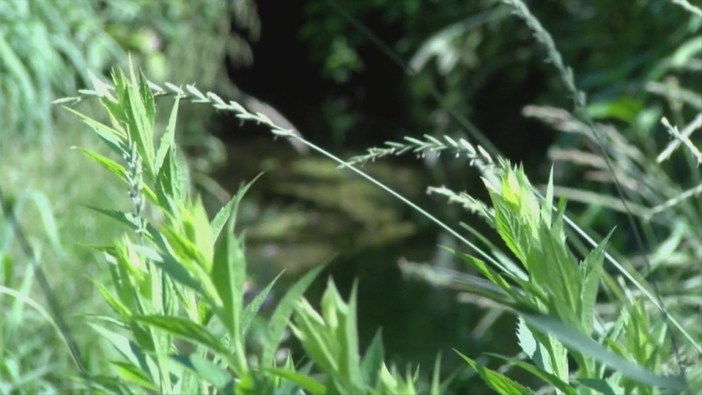 Attleboro Mayor Proposing Expanded Wetland Protection Buffer Zones