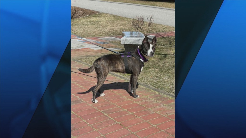 Pick Of The Litter: Meet Lola