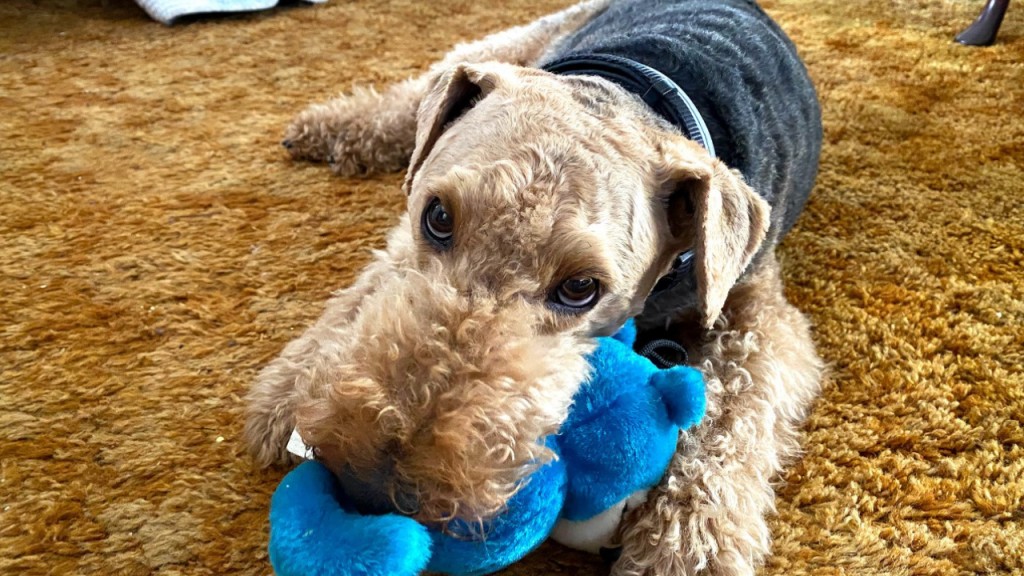 P Dog Attackstill001