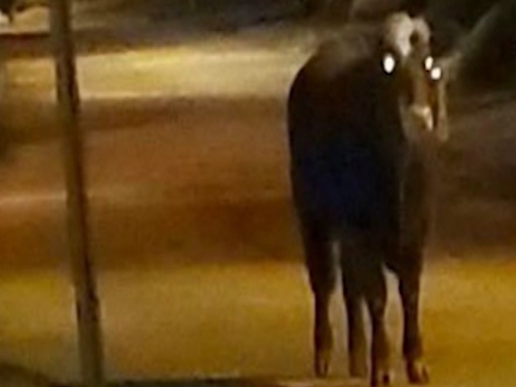 Johnston Steer Found