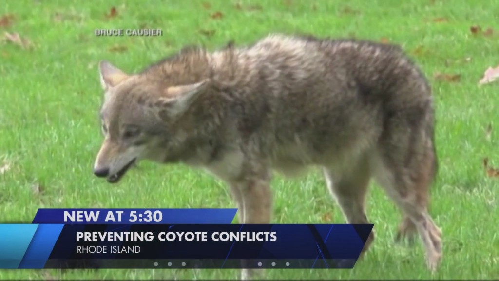 Dem: Take These Steps To Reduce Risk Of Coyote Confrontations