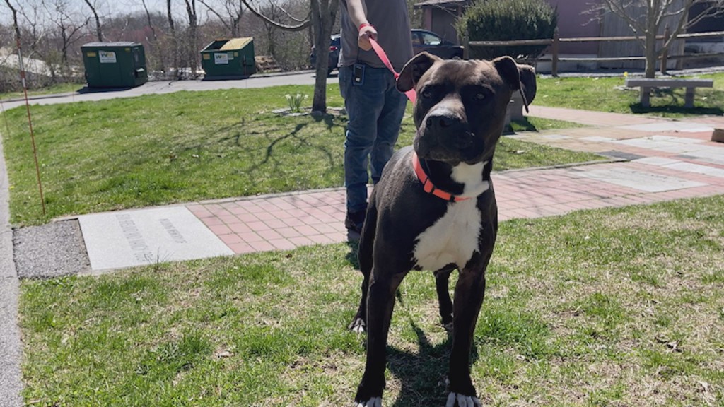 Pick Of The Litter: Meet Wilbur