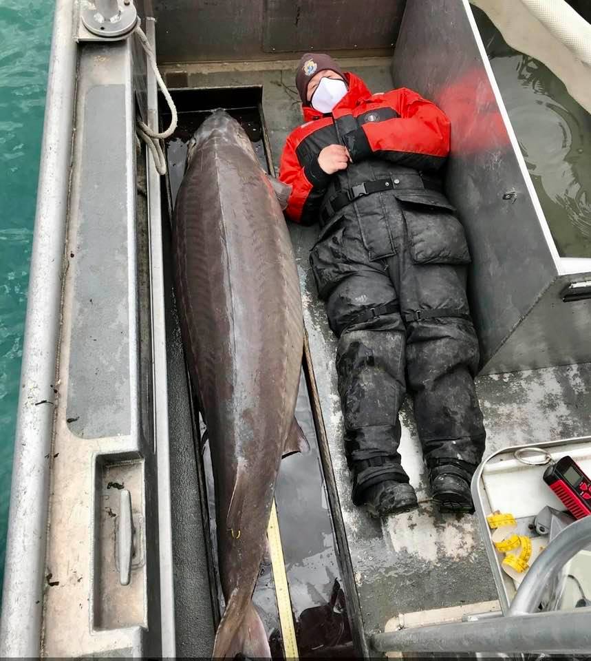 240lb Fish 100 Yr Old