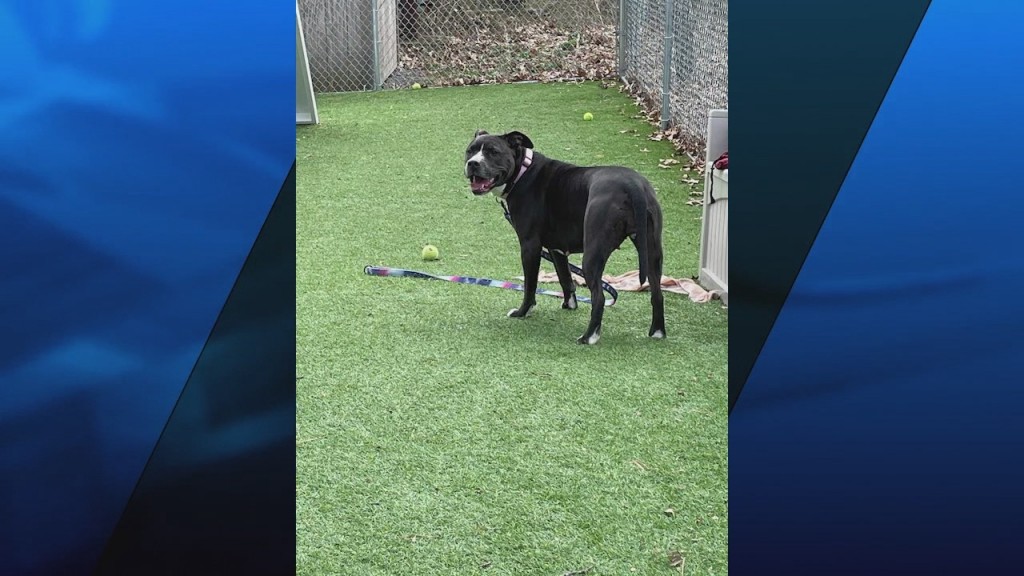 Pick Of The Litter: Meet Brandy