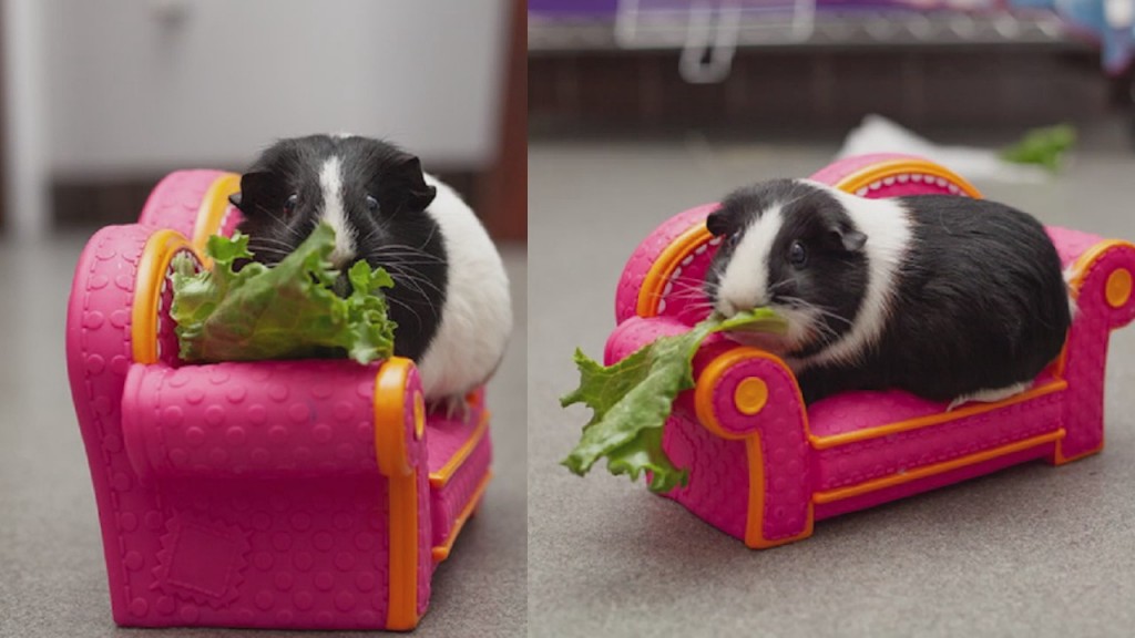 Pick Of The Litter: Meet Barbara & Debra!