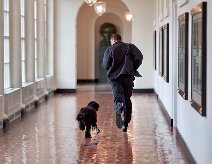Obama Dog