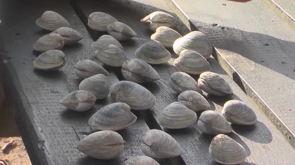 Quahogging New Waters: Section Of Providence River To Open For Shellfishing