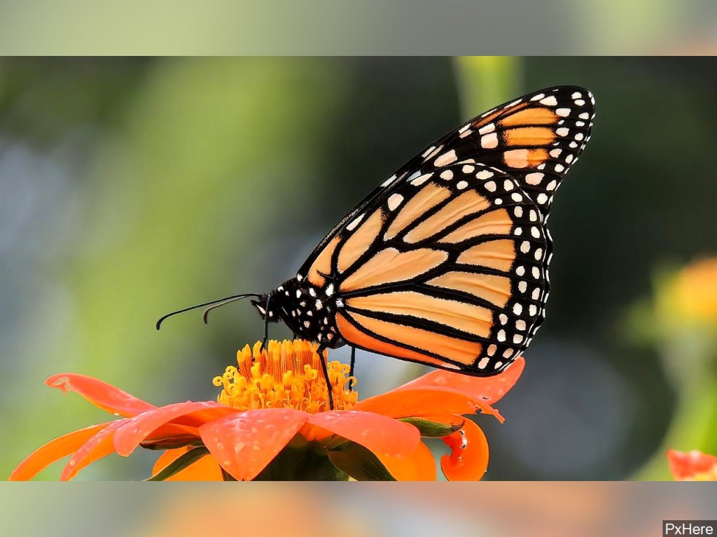 Mgn 1280x960 01214p00 Hzjnd