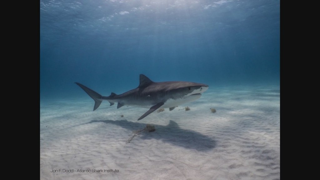 Atlantic Shark Institute Kicking Off 2021 Field Research Season