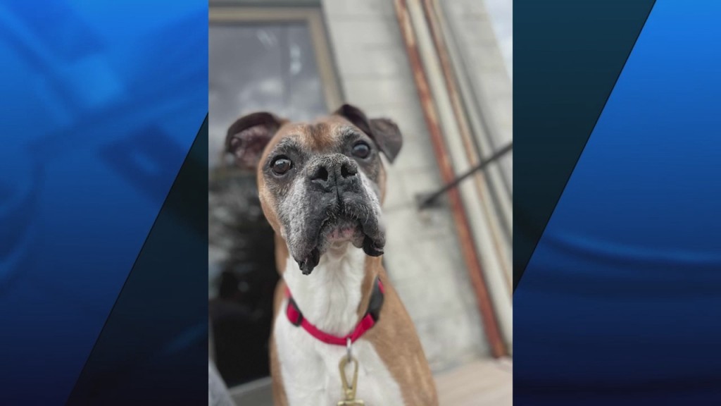 Pick Of The Litter: Meet Lex!