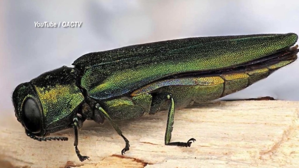 00021724 Emerald Ash Borer