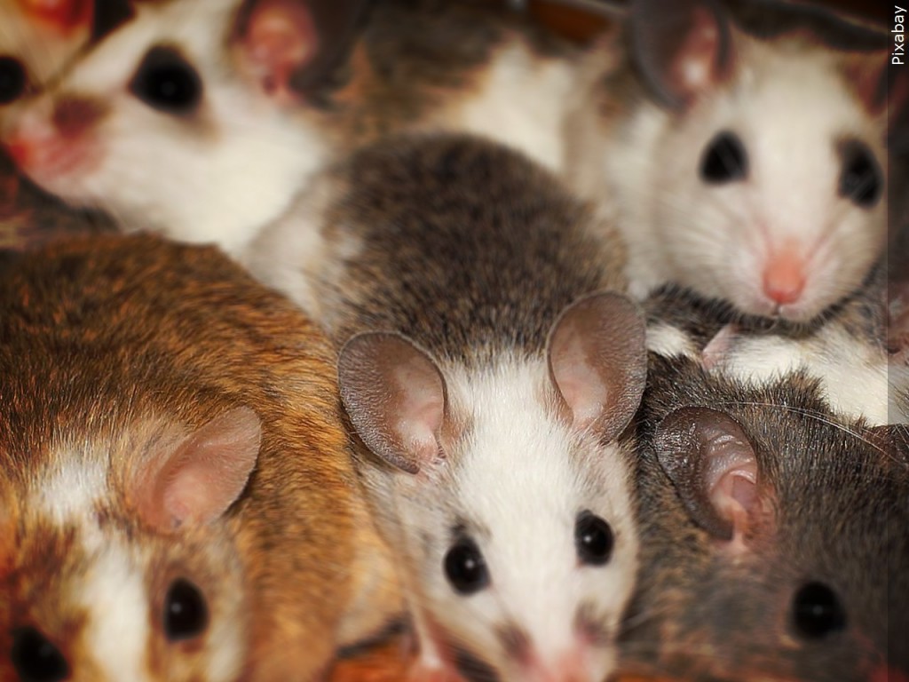 Mgn 1280x960 60315p00 Jqwbv