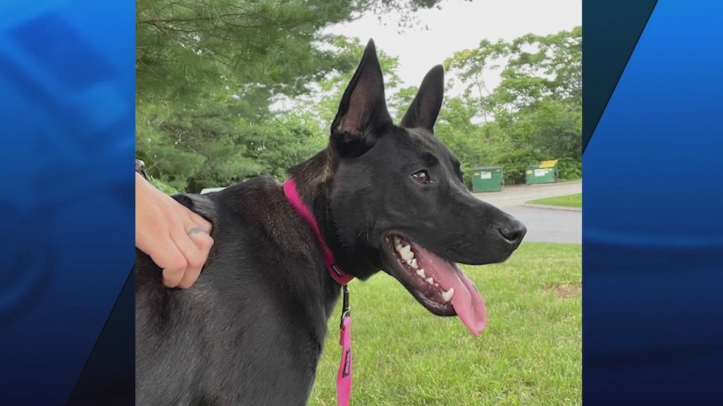 Pick Of The Litter: Meet June