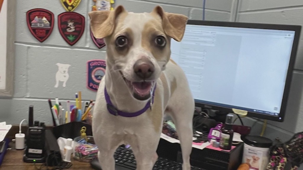 Pick Of The Litter: Meet Bella