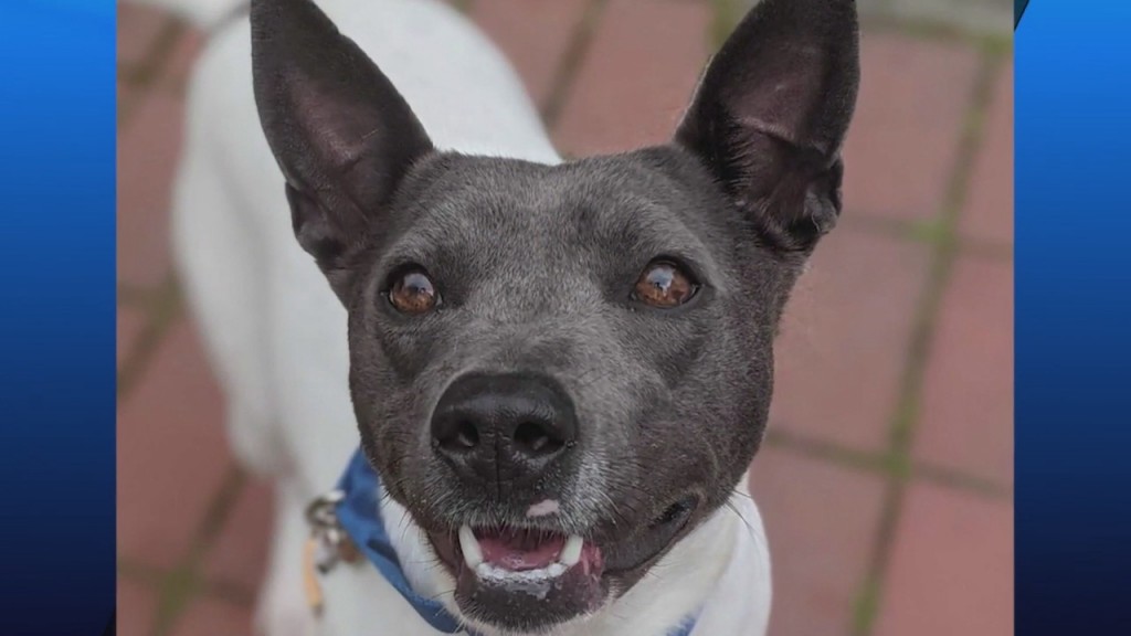 Pick Of The Litter: Meet Olive!