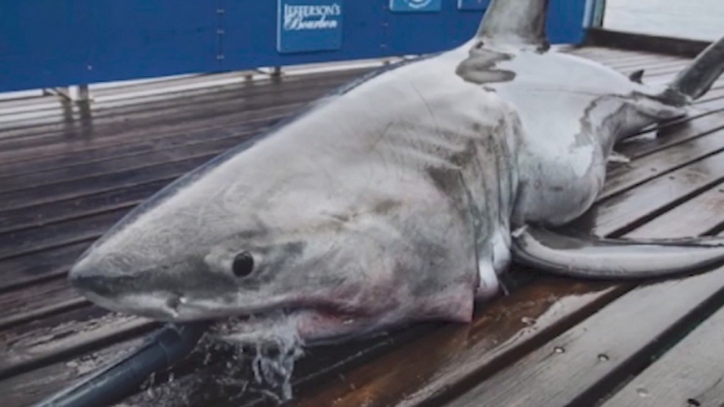 Great White Shark Detected