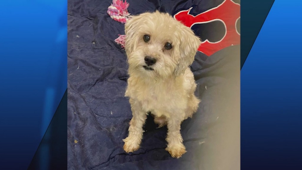 Pick Of The Litter: Meet Whiskers