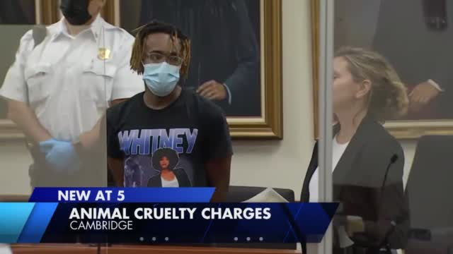 Cambridge Cat Abuser