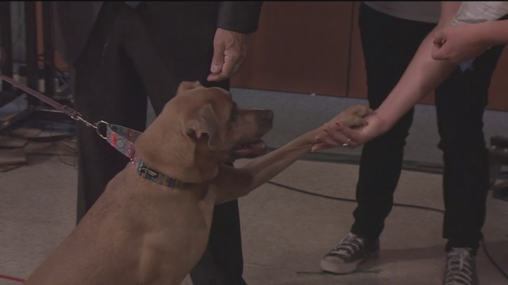 Pick Of The Litter: Meet Tuff!