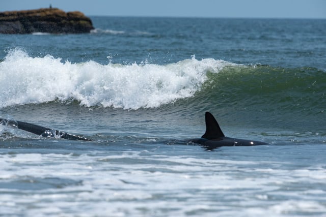 Photo credit: Penny Ashford