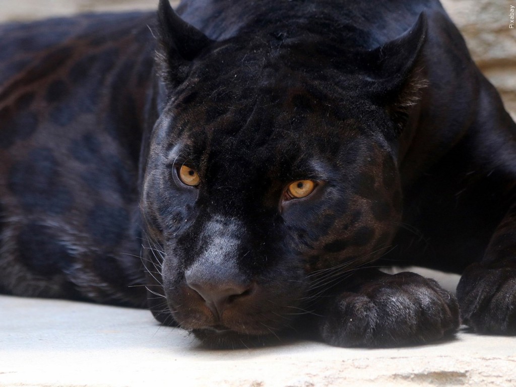 Mgn 1280x960 90311p00 Vhscn