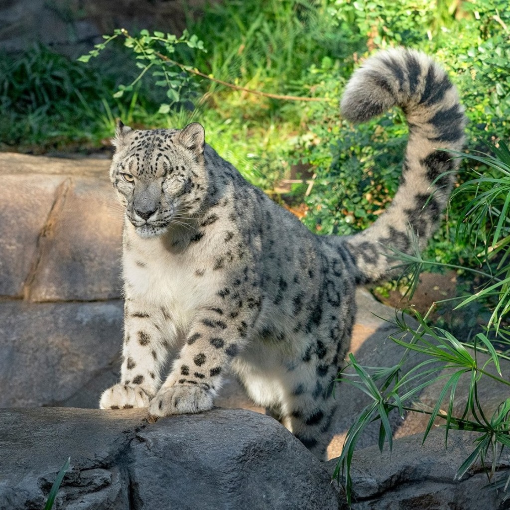 Sdz Snow Leopard