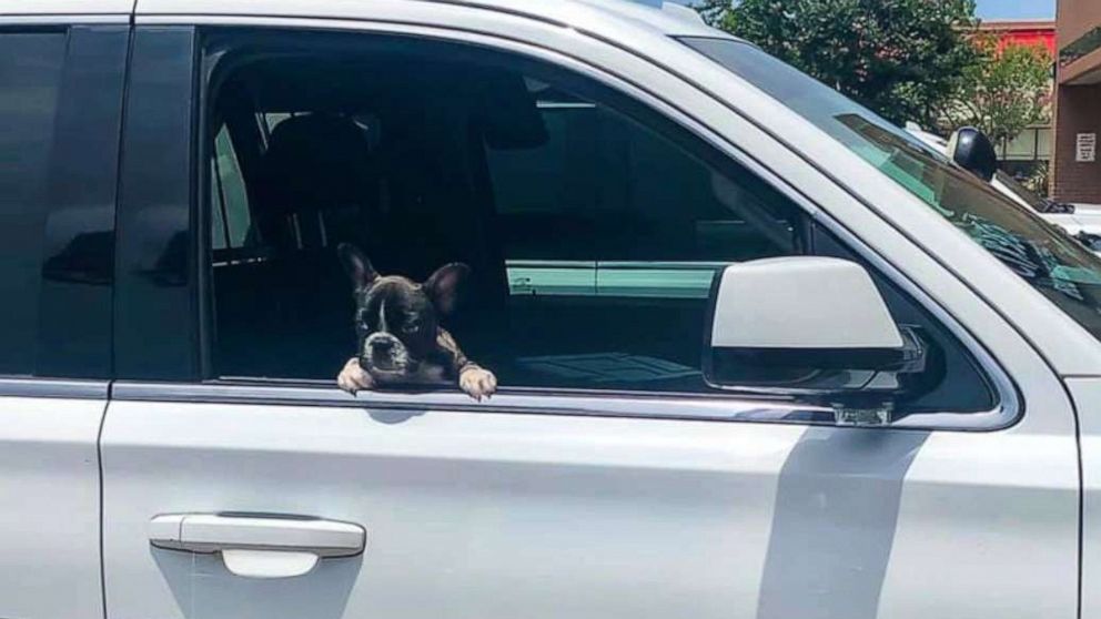 Puppytheft 1625567765567 Hpmain 16x9 992