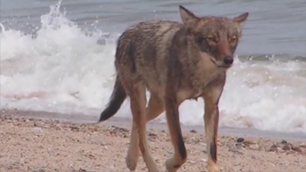 Coyote Bites 5 Year Old