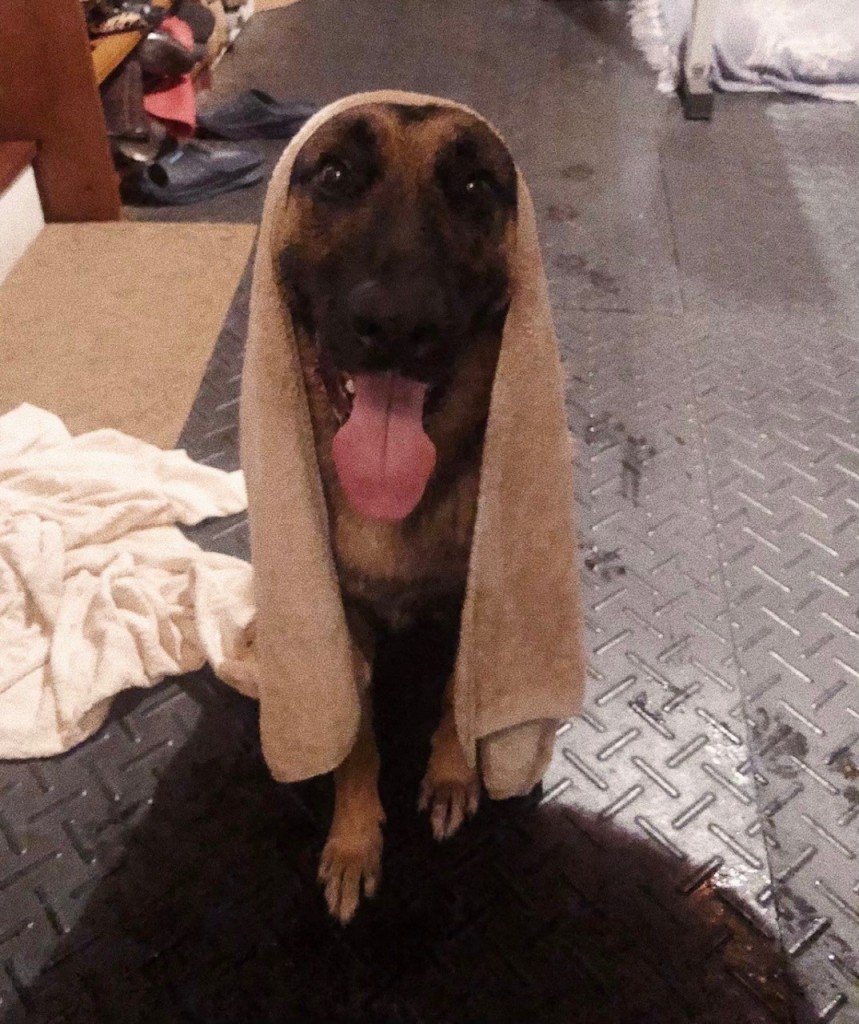 ABC6 Reporter Dominique Turner's Dog