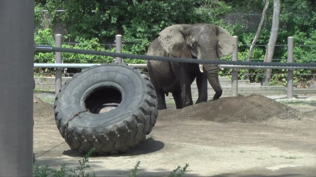 Zoo Staff Helping To Keep The Animals Cool During Heat Wave