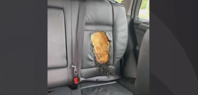 Overheated Car Seat Vo