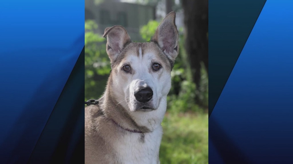 Pick Of The Litter: Meet Verona!