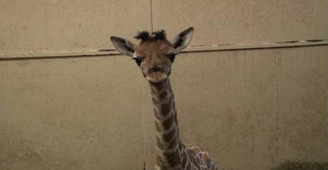 Southwicks Baby Giraffe