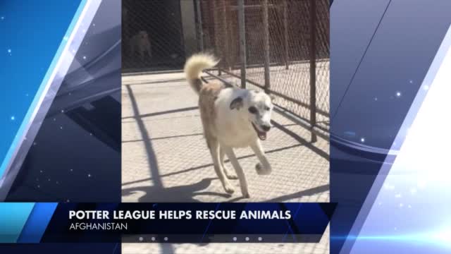 Potter League Helping Animals In Afghanistan