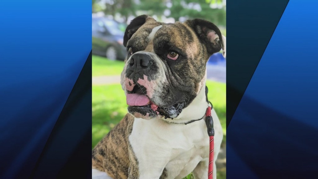 Pick Of The Litter: Meet Gronk!